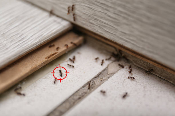 Best Emergency Pest Control  in Arcadia, LA
