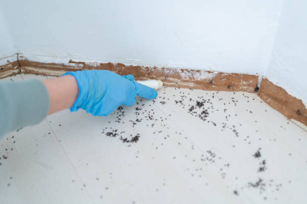 Best Mosquito Control Services  in Arcadia, LA