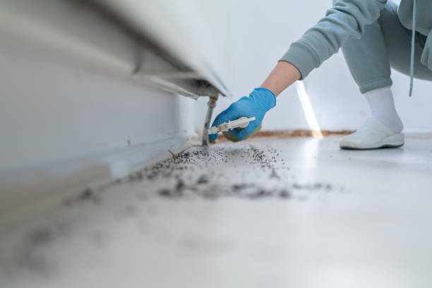 Best Local Pest Control Services  in Arcadia, LA